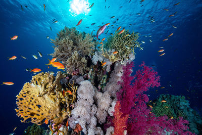 Colorful reef of the red sea