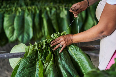 Midsection of woman sewing leaf vegetables at farm