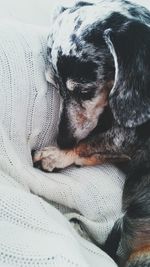 Dog sleeping on couch