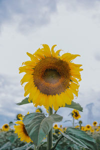 Close-up of sunflower against sky