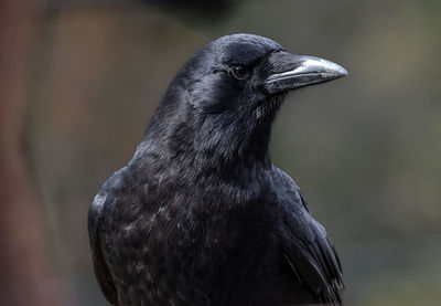 Close-up of bird