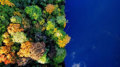 High angle view of plants on sea