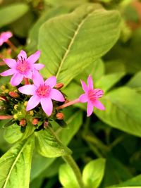 Close-up of pink flowers