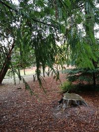 Trees on field in forest