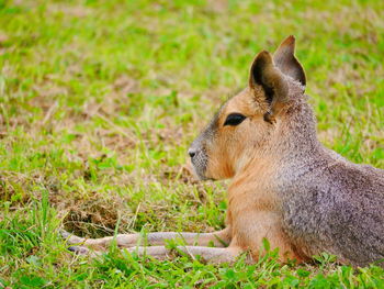 Close-up of rabbit on field