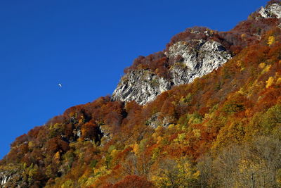 Low angle view of tree against clear blue sky