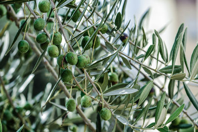 Close-up of fruit growing on tree