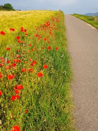 Red poppy flowers growing on field