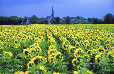 Yellow flowers growing in field