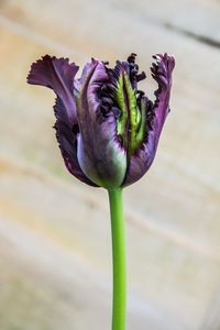 Close-up of flower against blurred background