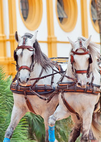 Close-up of horses