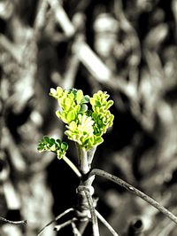 Close-up of plant