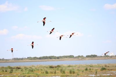 Birds flying in the sky