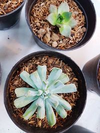 High angle view of potted plant on table