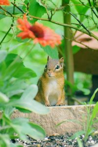 Squirrel on rock