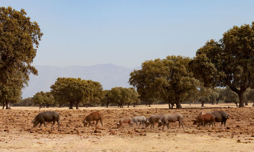 Horses grazing in a field