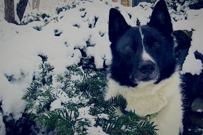 Close-up portrait of dog against sky