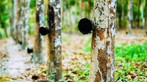 Close-up of tree trunk in forest