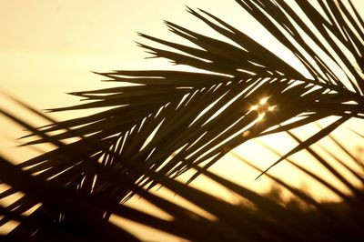 Close-up of palm leaves against sky during sunset