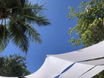 Low angle view of palm tree against clear blue sky