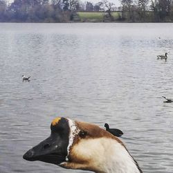 Dog swimming in lake