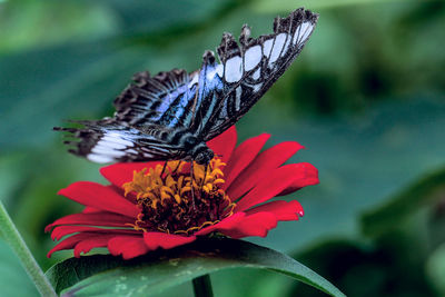 Butterfly on flower