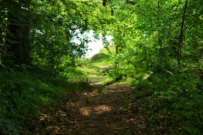 View of trees in forest