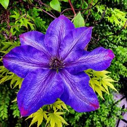 Close-up of purple flower