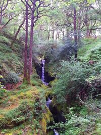 Trees in forest