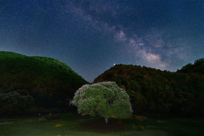 Scenic view of tree against sky at night