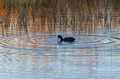 Ducks swimming in lake