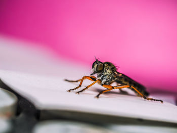 Close-up of insect