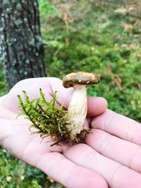 Close-up of hand holding mushroom