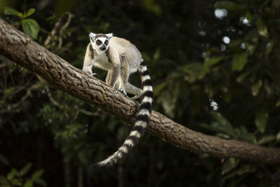 Monkey sitting on a tree