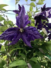 Close-up of purple flowering plant