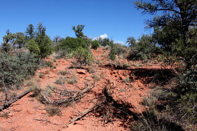 Trees against clear blue sky