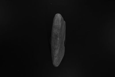 Close-up of leaf against black background