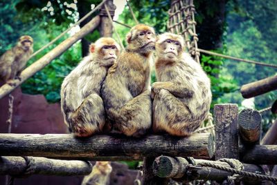 Low angle view of monkeys