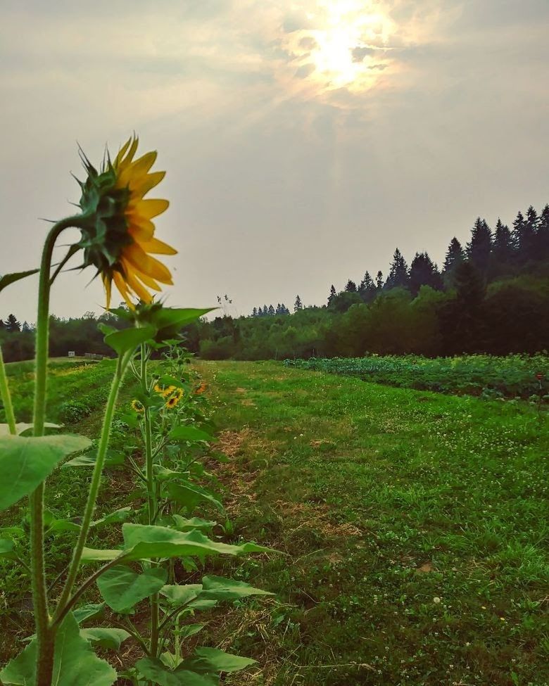 plant, growth, beauty in nature, sky, field, land, flower, fragility, freshness, flowering plant, vulnerability, landscape, nature, flower head, green color, tranquility, no people, tranquil scene, yellow, petal, outdoors, sunflower