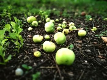 Close-up of green grass growing on field