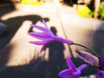 Close-up of purple flower