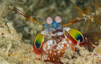 Close-up of fish swimming in sea