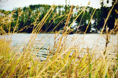 Close-up of grass