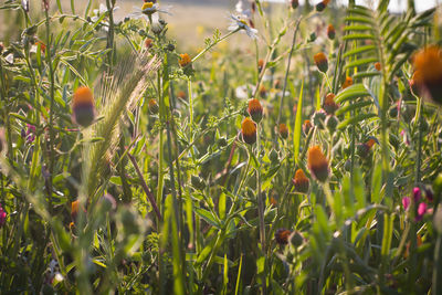 Close-up of fruit growing on field