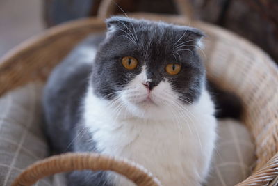 Close-up portrait of a cat