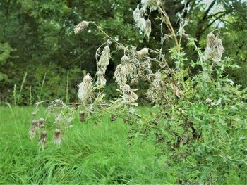 Plants on tree