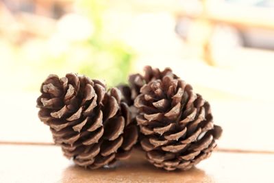 Close-up of pine cone on table