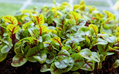 Green leaves of edenvia lettuce grown on a microfarm using the agroponic method. red sorrel