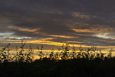 Plants on field at sunset