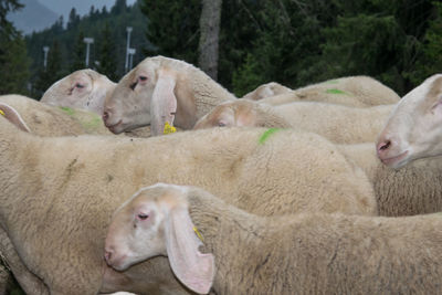 Close-up of sheep in farm